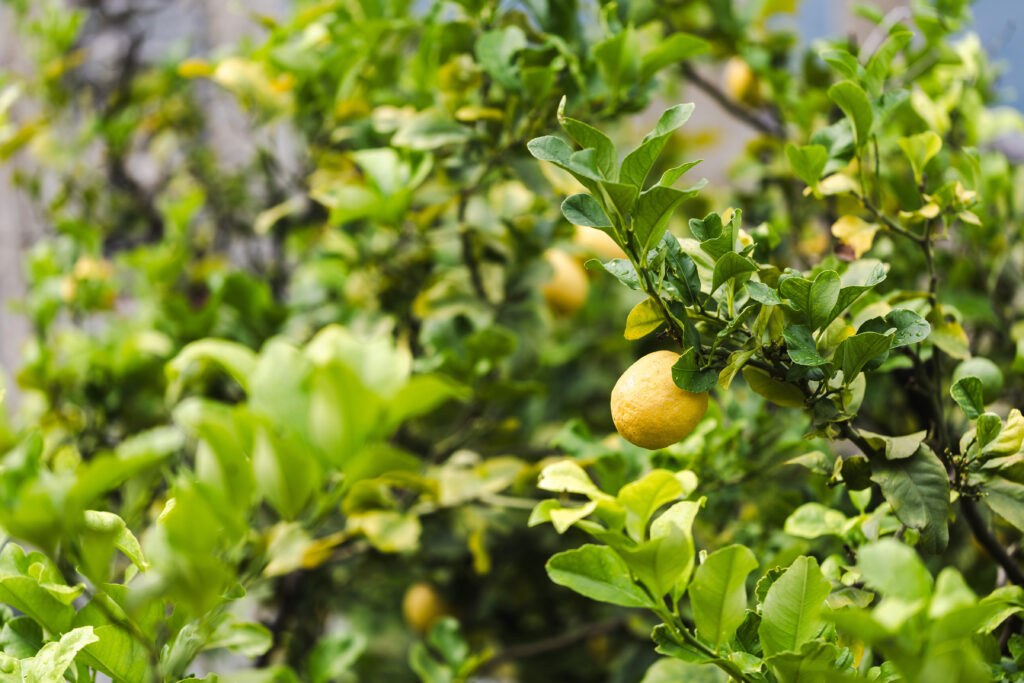 Limone sul Garda – Boutique Escapes & Lakefront Dining