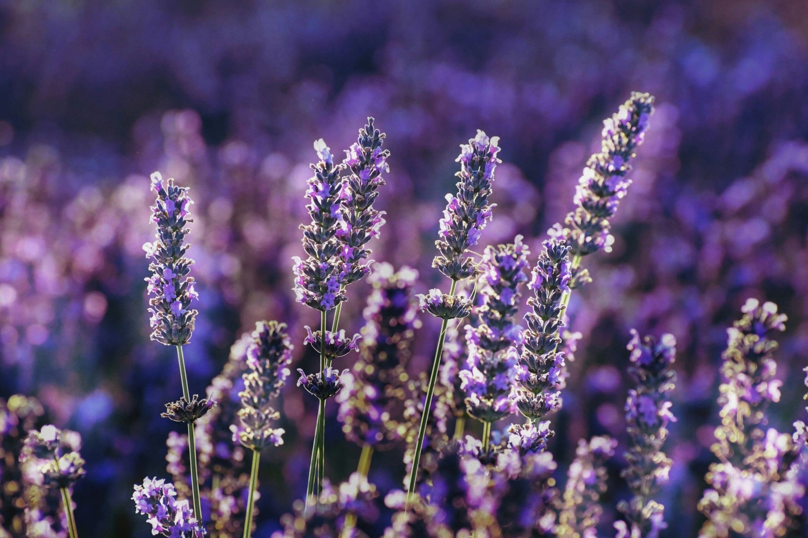 Lavender