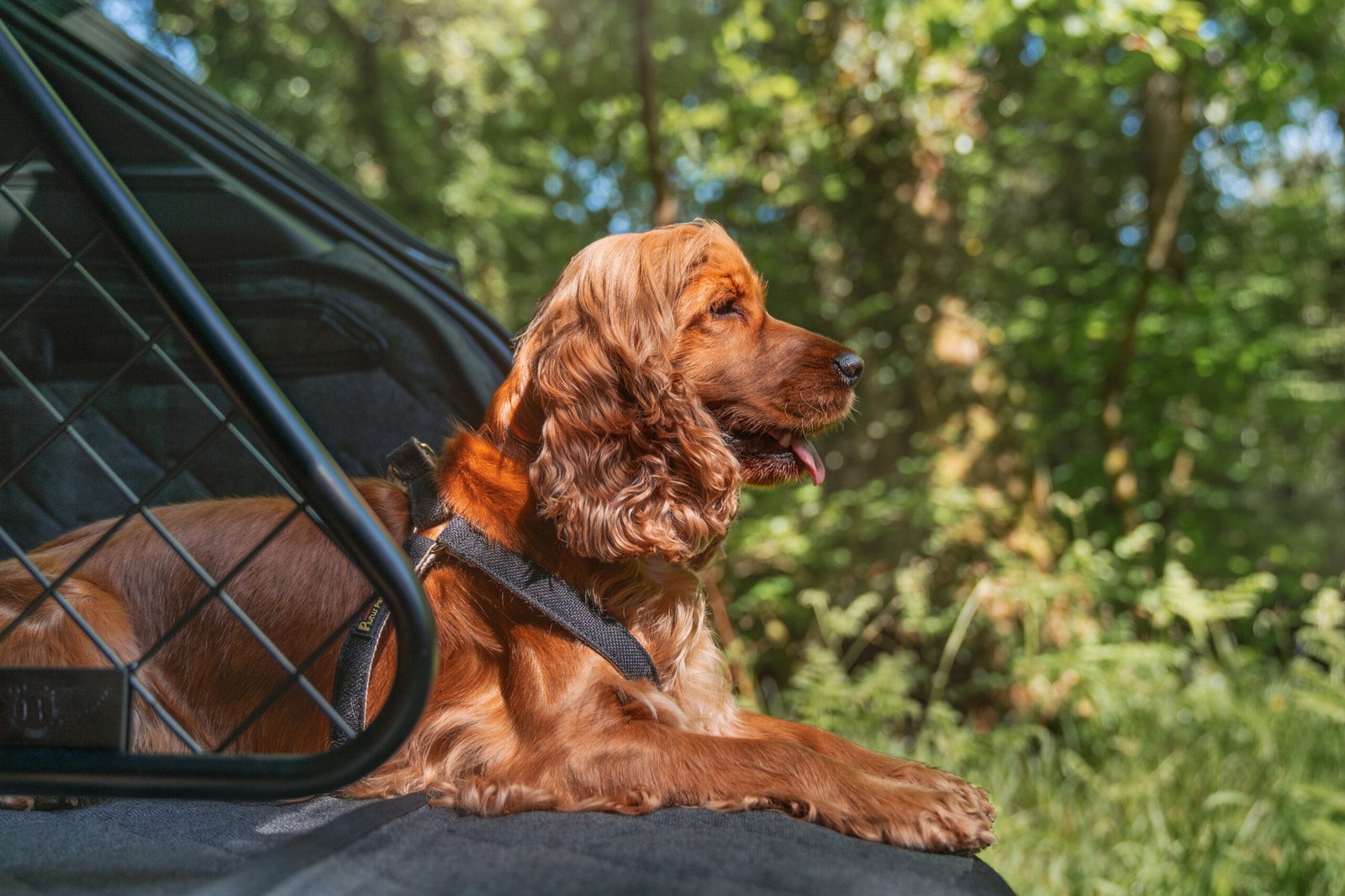 Bentley Mulliner Labrador