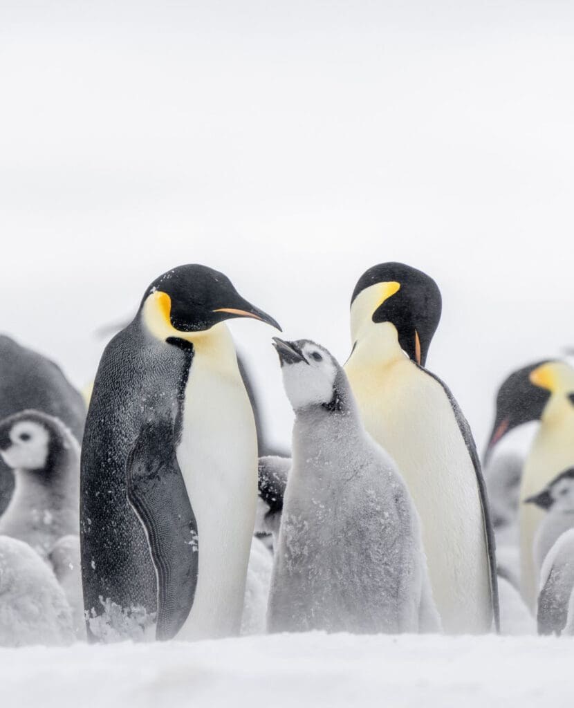 White Desert Antarctica: Luxury and Adventure at the Edge of the World